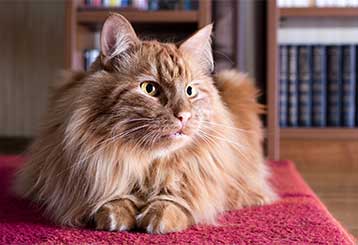 Pet Hair Cleaning | Carpet Cleaning Orange, CA