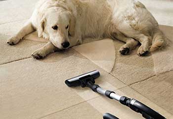 Pet Stain Removal | Carpet Cleaning Orange, CA Pet Stain Removal | Carpet Cleaning Orange, CA