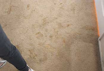 Professional Carpet Cleaning Near Me - Orange