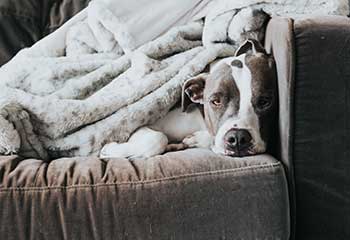 How To Remove Stains From Carpet - Villa Park